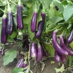 brinjal1