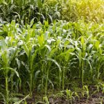 Close-up view Many corn plants grow on the ground, cultivating crops that are commonly seen in rural areas.